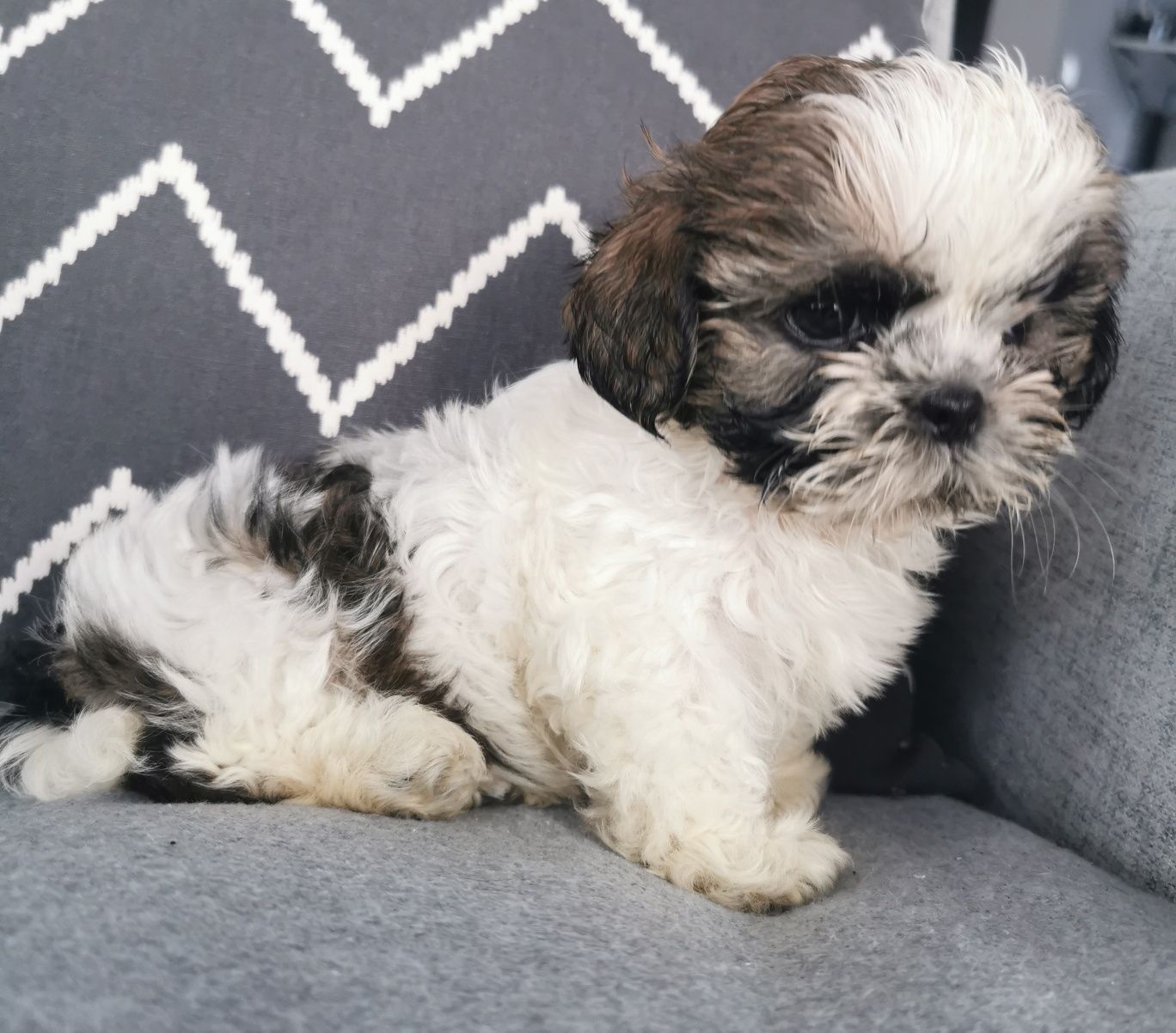 Śliczny piesek shih-tzu