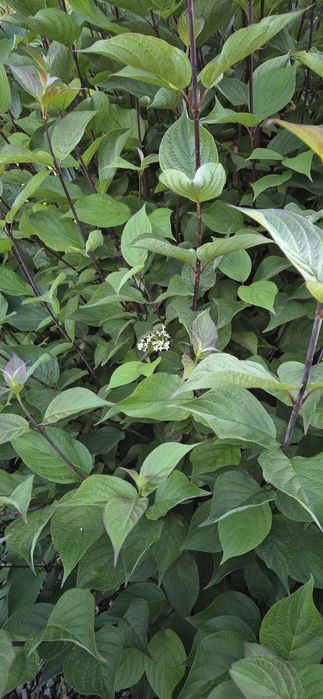 Dereń roślina ogrodowa