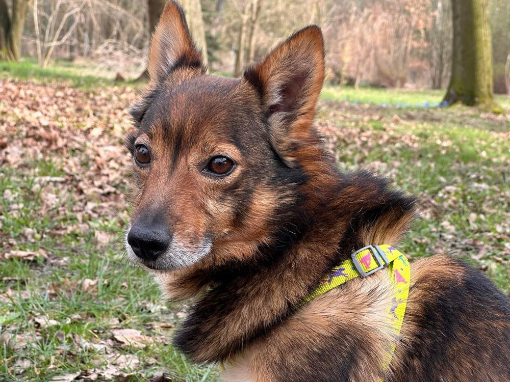 Marcel piekny szalony drobny pies czeka na adopcje!