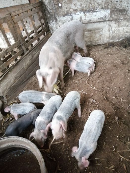 Leitões de boa qualidade