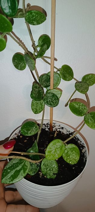 Mathilde Splash hoja hoya