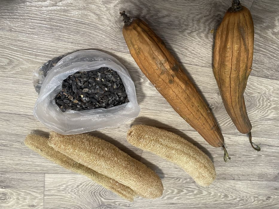 Люфа мочалка насіння. Урожай 2025