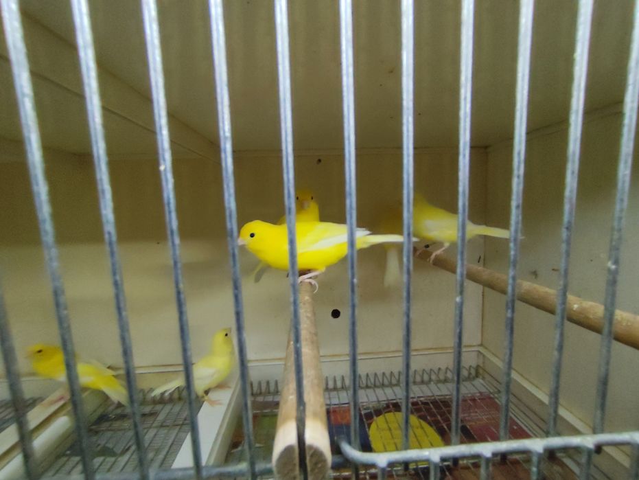 Canários Amarelos