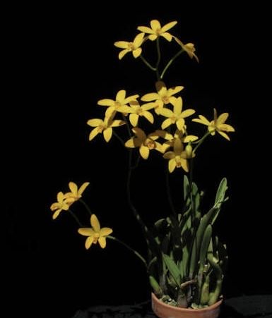 Орхідея mini Laelia briegeri