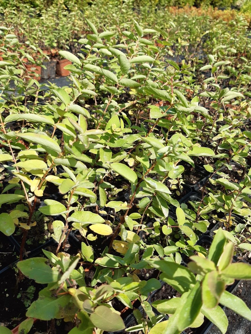 Borówka Amerykańska Jagoda Kamczacka. Agrest, aronia, porzeczka, morwa