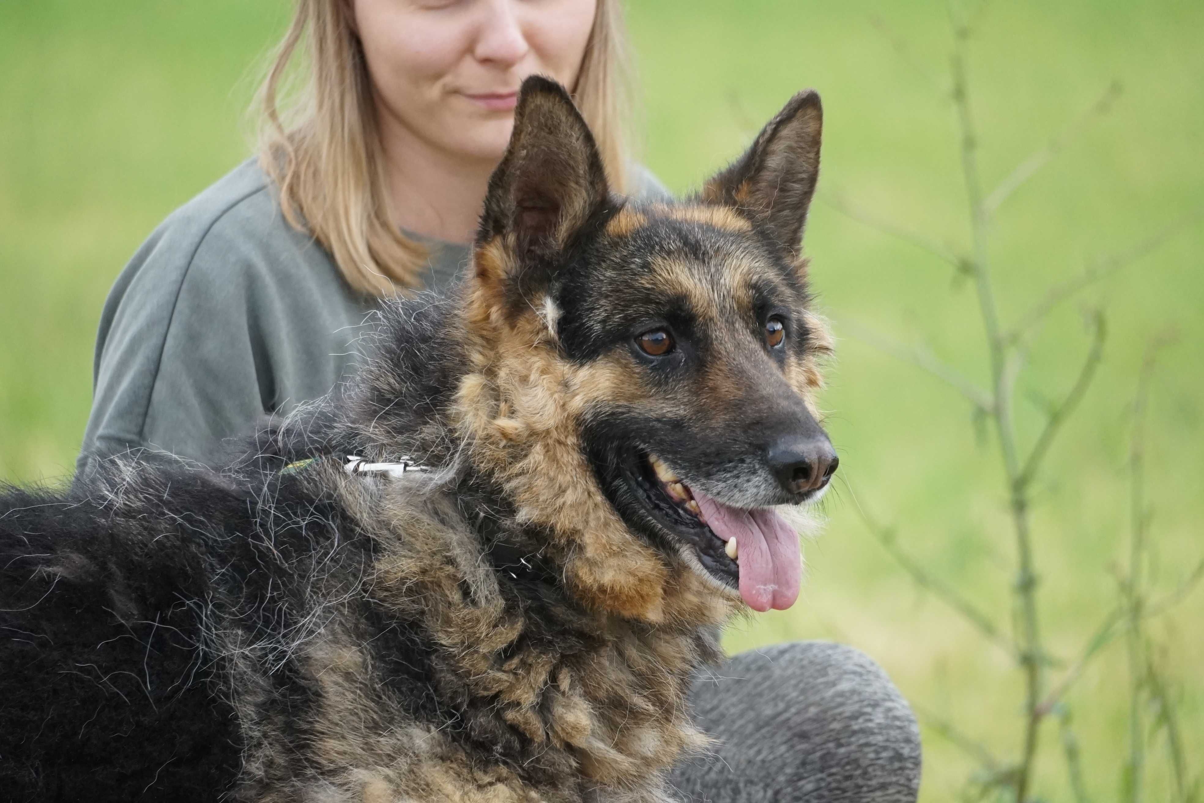 Bosik - psi senior w typie owczarek niemiecki