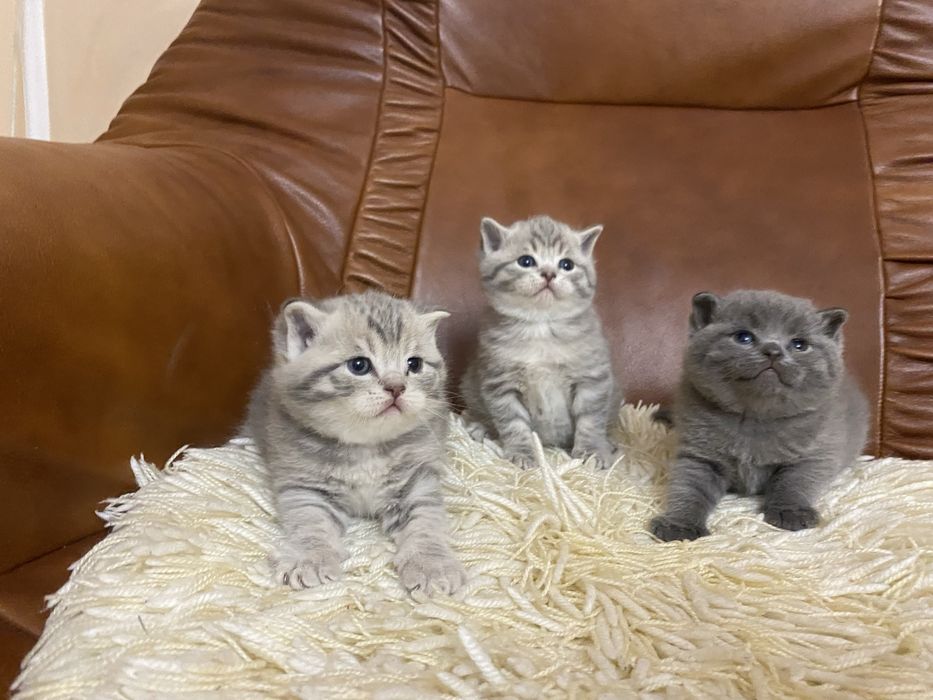 Британські кошенята готові  до бронювання