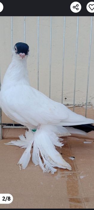 Gołębie ozdobne krymka białostocka czarny samiec 25