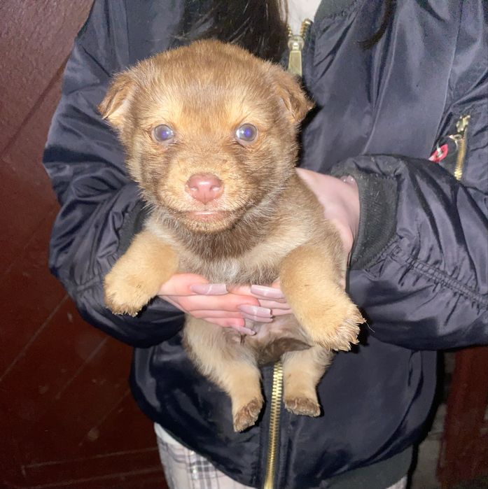 Цуценята 1.5 місяці Відам в хороші руки !!!