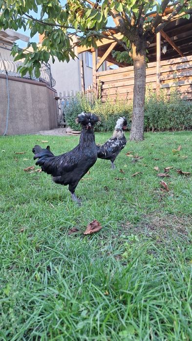 Sprzedam koguty czubatka silka jedwabista , silka satyna, kochin