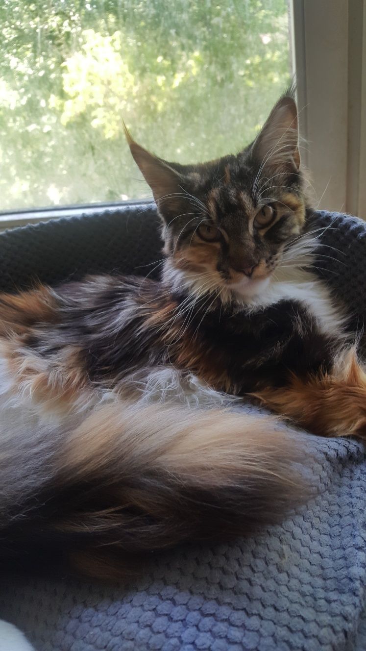 Tricolorka Maine Coon