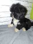 Sunia shih tzu gotowa do zmiany domu