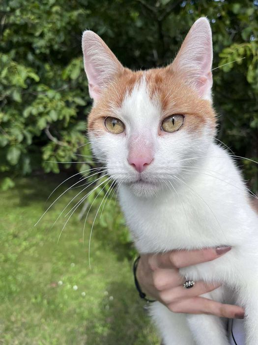 Biało rudy cudowny kocurek do adopcji!