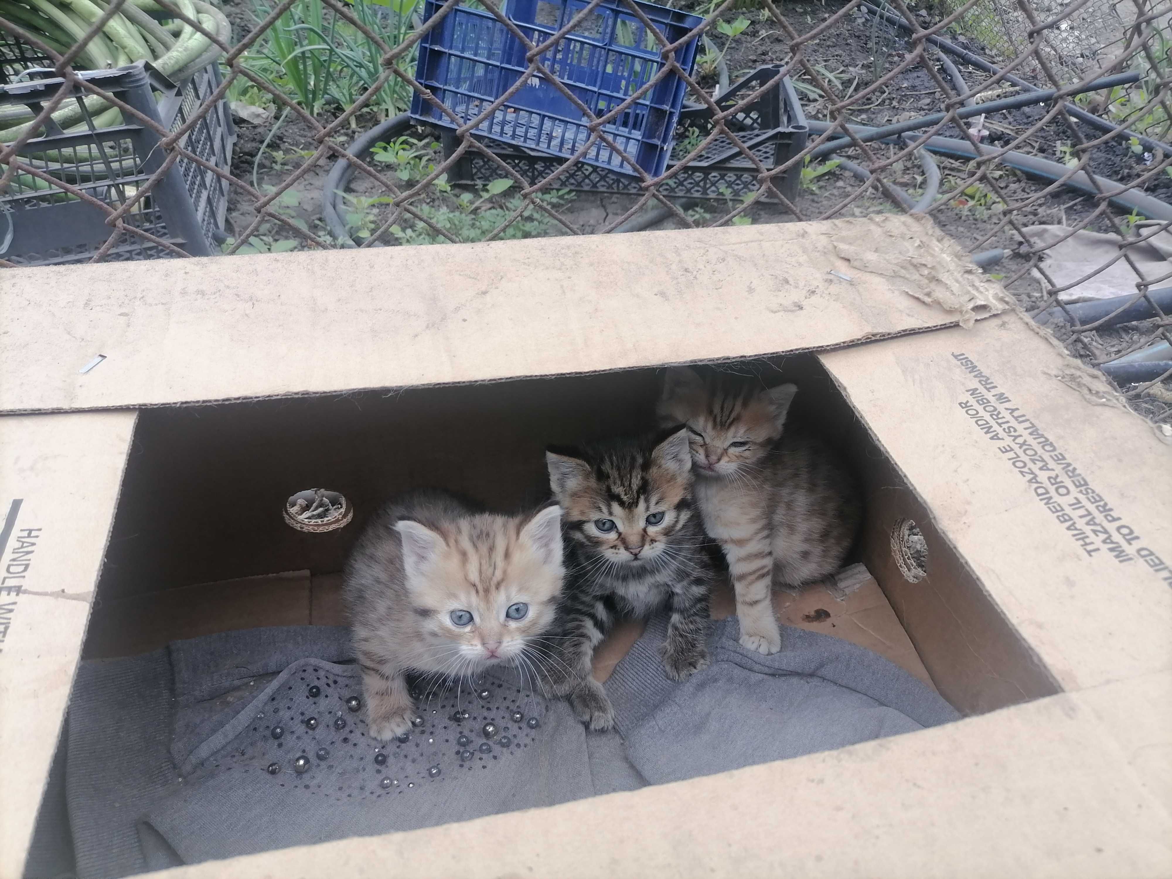 Котята вислоухие