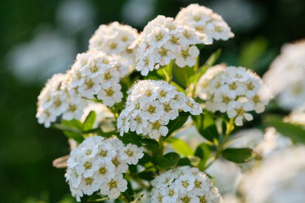 Tawuła nippońska 'White Carpet' (Spiraea nipponica) Doniczka 2.0L