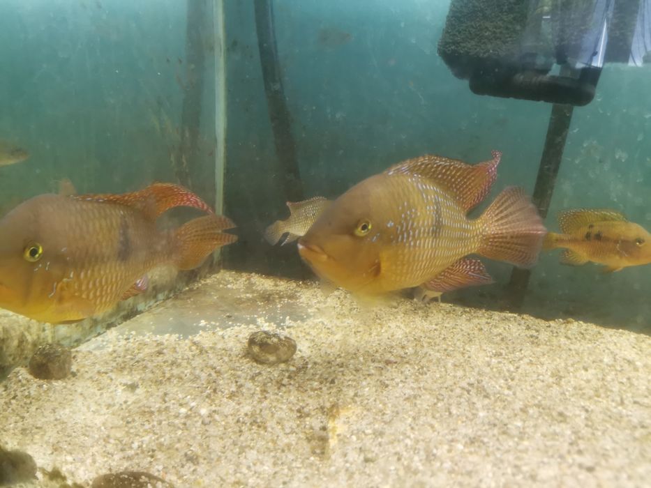 Ryba słodkowodna Ziemiojad piękna kolorowa duża odmiana