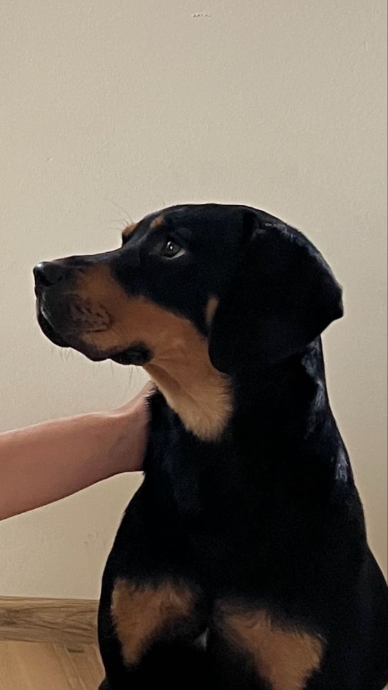 Płotka - wysterylizowana, aktywna i chętna do nauki