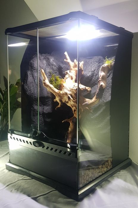 Terrarium Tropikalne WYSYŁKA!