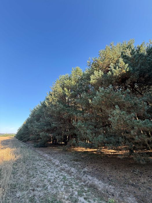 Sprzedam działkę leśną i do zalesienia 13022 m2