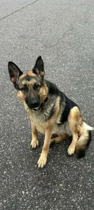 Найдена собака на Пушкино