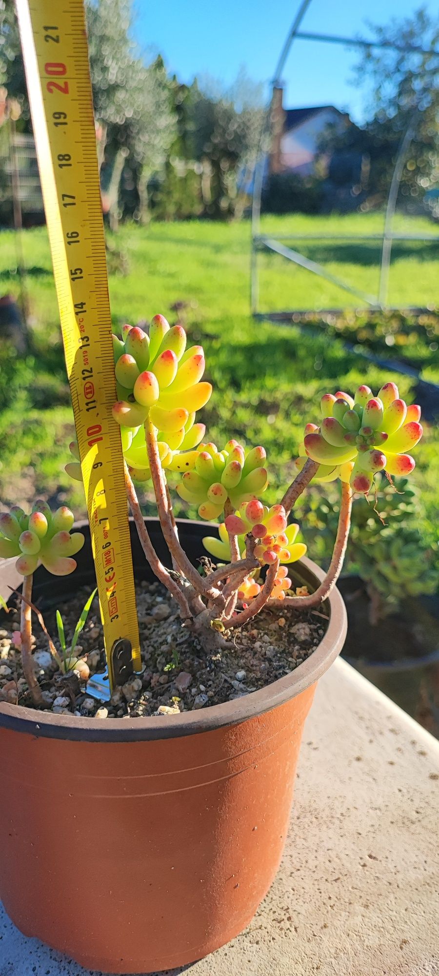 Planta suculenta