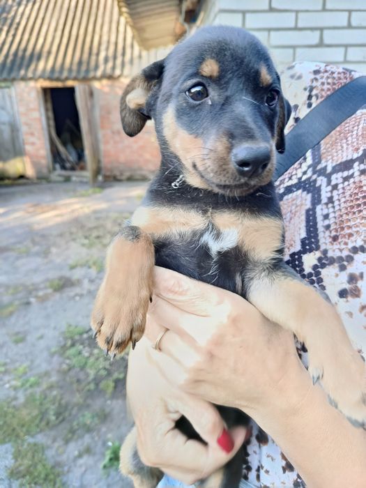 Собачка молода відддам