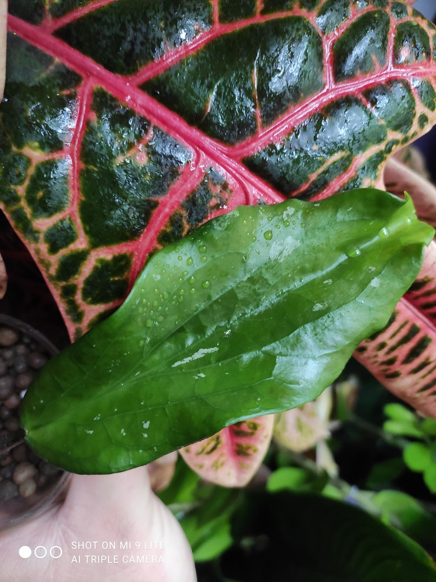 Hoya lambii CV.laura
