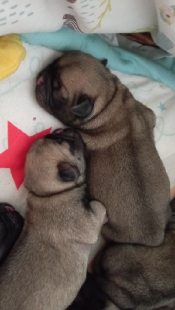 Mops śliczny piesek rezrwacja