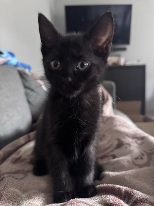 Kotka szuka nowego domu, usamodzielniona.