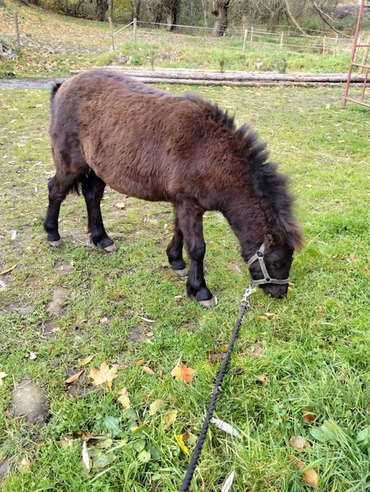 Sprzedam Klaczka kucyka