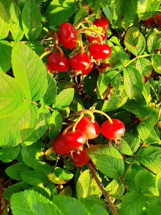 Rosa rugosa- sadzonki