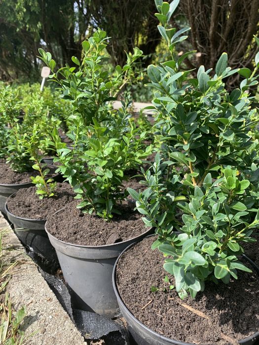 Bukszpan zimozielony