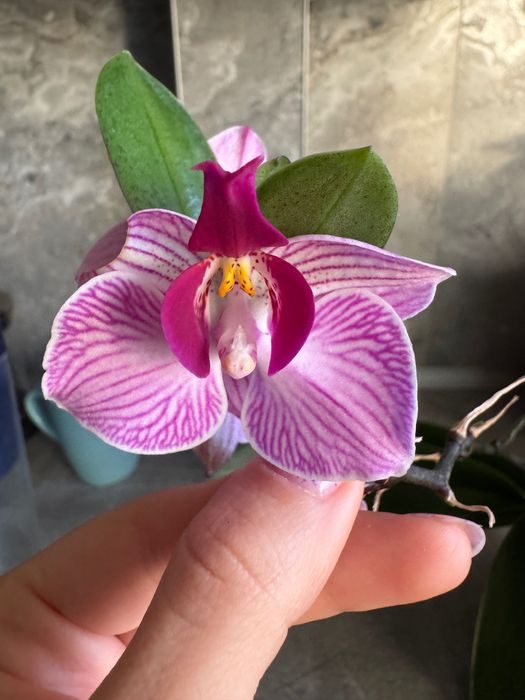 Орхідея молода дітка