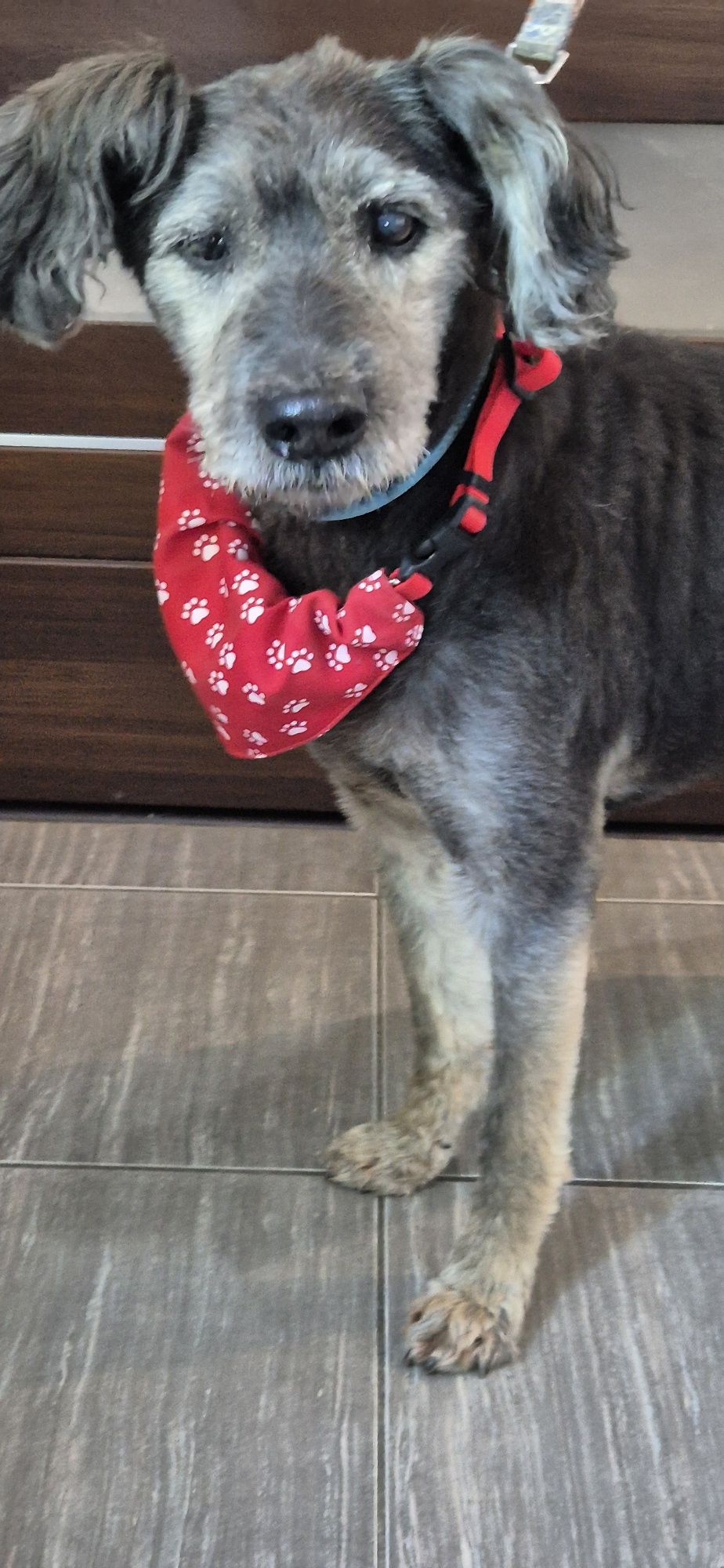 Piesek okolo 7 lat