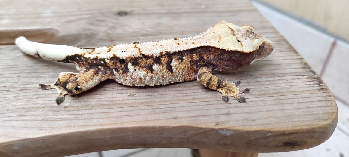 Gekon orzęsiony crested Geckos