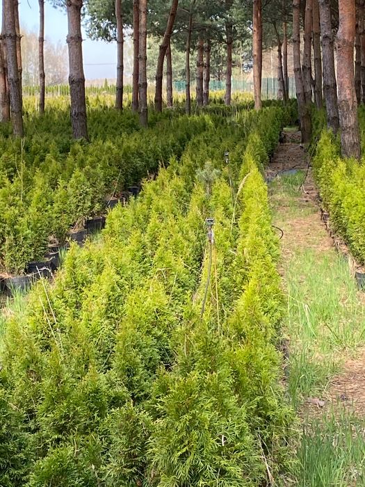 Tuja thuja szmaragd
