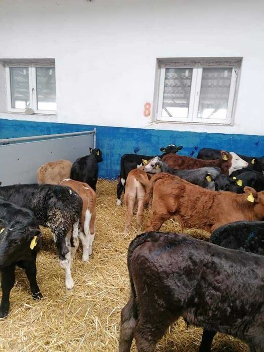 sprzedam cielaki mięsne