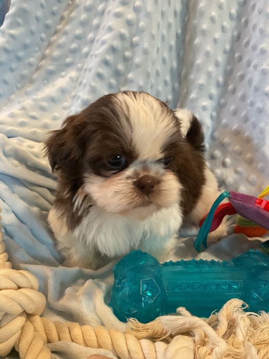 Shih - tzu Salonowe Pieski Czekoladowe