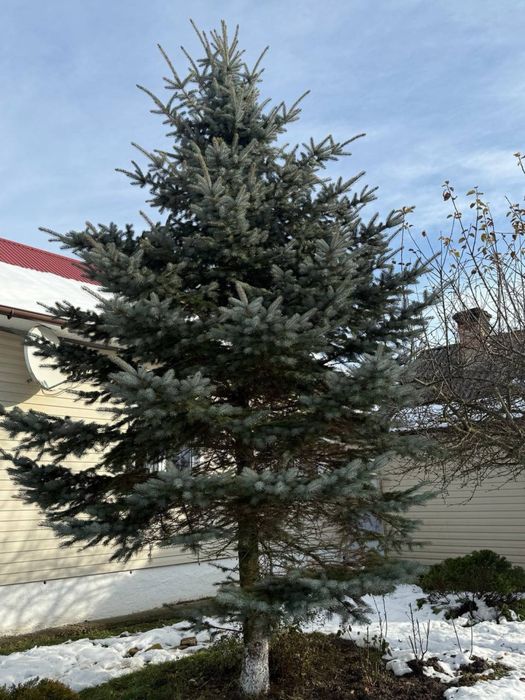 !Шикарна Велика Ялинка На Продаж!