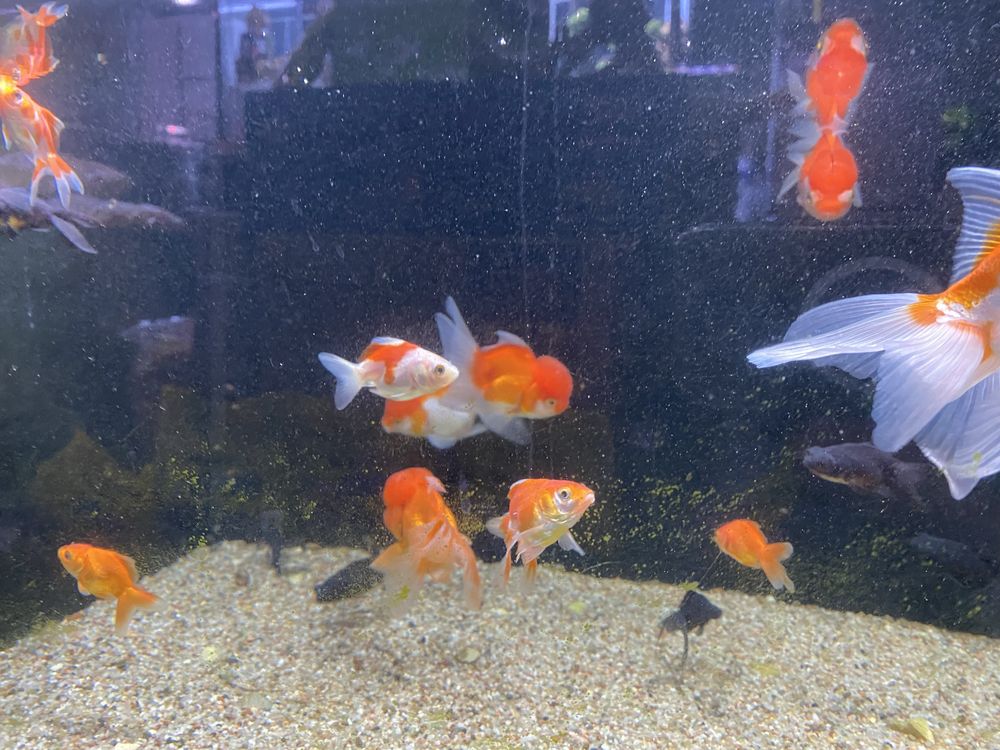 Welony Oranda, oraz teleskop, zimnowodne, do oczek wodnych i akwarium