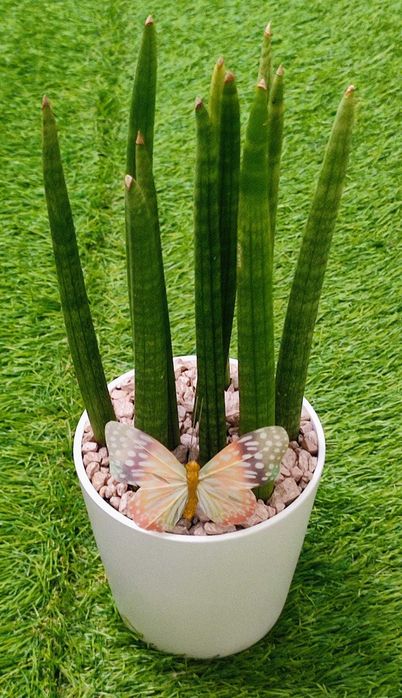 Arranjos com suculentas/ espadas