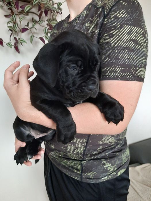 Cane Corso psy obronne