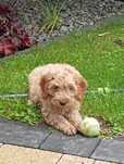 Cockapoo szczeniak