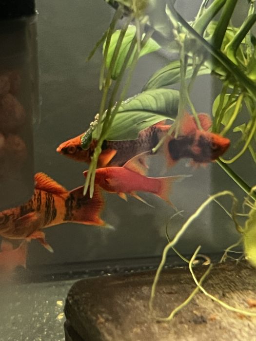 Sprzedam samce marble alfa i red ruby