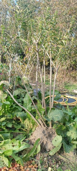 Forsycja duży krzew