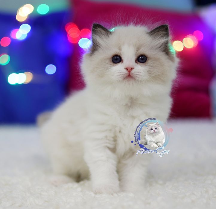 Śliczny chłopczyk Ragdoll, rodowód FPL