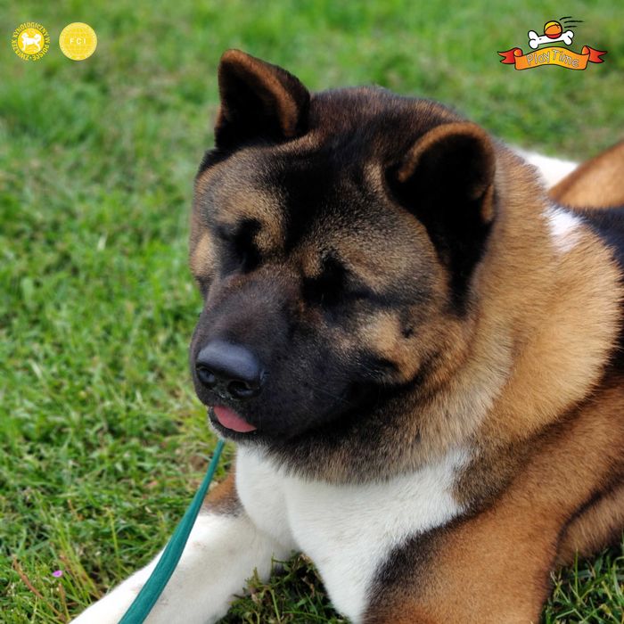 Akita Amerykańska szczenięta -grudzień -zapowiedź miotu - PlayTime FCI