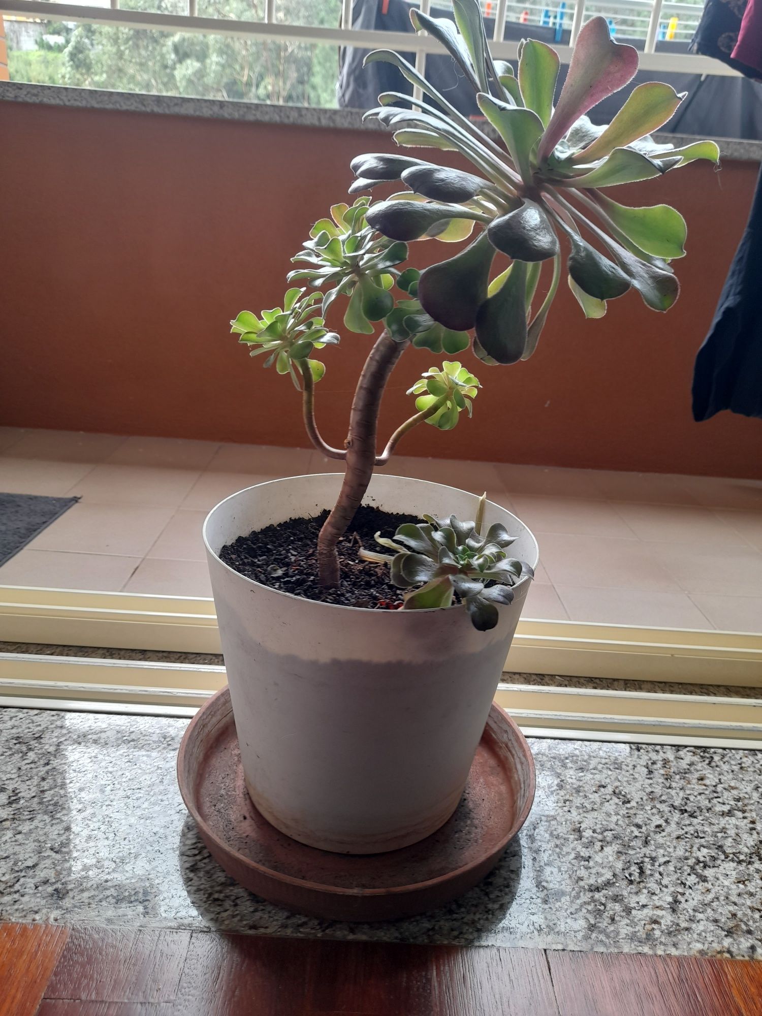 Vaso suculenta Aeonium Haworthii