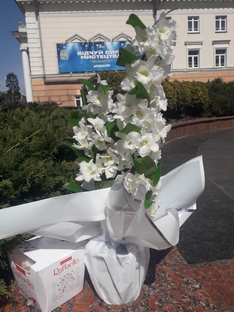 Орхідея Дендробіум Нобіле