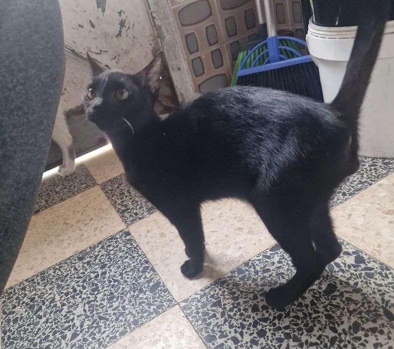 Gatinhos para adoção responsável